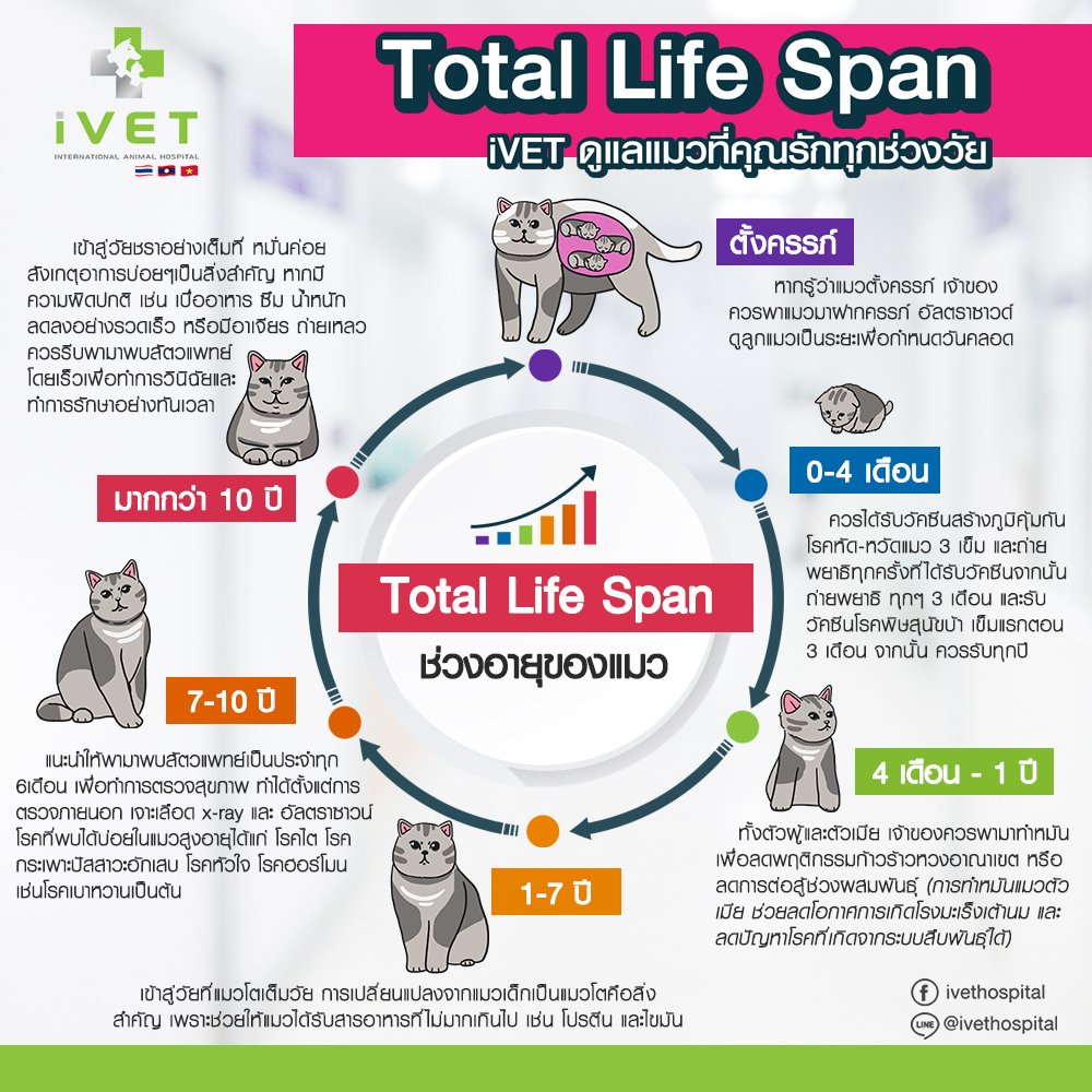 รู้หรือไม่.....การดูแลสุขภาพของน้องแมวให้มีอายุยืนยาวทำได้อย่างไร Total Life Span